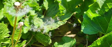A flown white dandelion on a background of large green burdock leaves photo