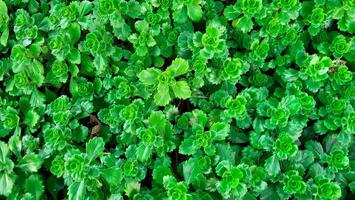 Background of fresh bright green leaves of succulent Ochitok Caucasian photo