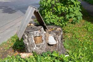 Large light honey mushrooms grow on a stump with a roof, grass grows all around on a bright autumn day. photo