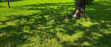 On the green lawn there are shadows from the branches and leaves of a tree. photo