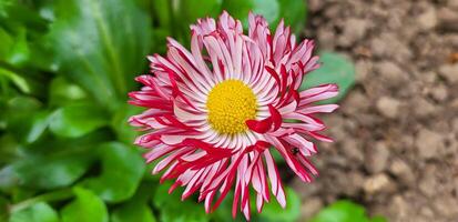 Red and white perennial daisy, one on a green background of leaves photo