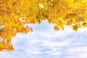 Fragment of a yellow autumn foliage against a cloud sky photo