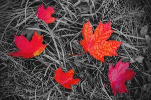Red maple leaves on the ground. Black and white with a color accent photo