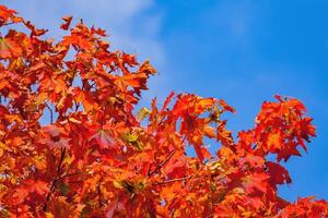 fragment of a maple tree with red leaves against a bright blue sky photo
