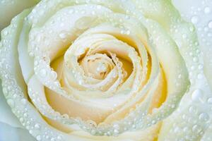 Closeup view of gently yellow-green rose with water drops photo