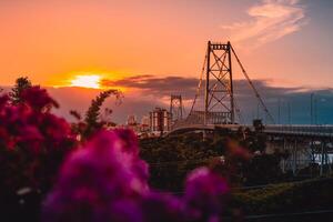 Hercilio luz cable stayed bridge with sunset tones and flowers in Florianopolis photo