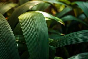 Close up view of exotic palm leaves in rain forest. Botanical background photo