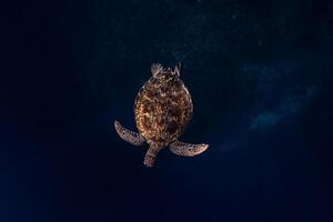 Swimming turtle with a beautiful shell on deep blue ocean. photo