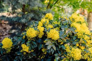 Oregon Grape with yellow flowers in spring, close up view of flowering mahonia photo