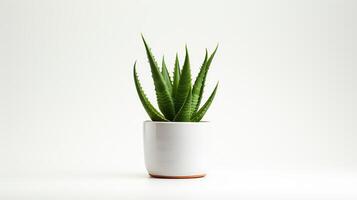 High-resolution image of a small Aloe Vera plant in a simple pot, its vibrant green leaves radiating outwards, set against a stark white background to highlight its medicinal and c photo