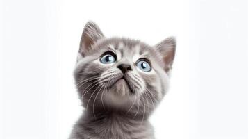 Heartwarming picture of a small grey kitten looking up with innocent eyes, sitting neatly on a white background, ideal for eliciting a warm, affectionate response. photo