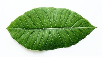 A single leaf, captured in stunning detail. The veins and textures of the leaf are clearly visible, creating a sense of depth and realism. photo