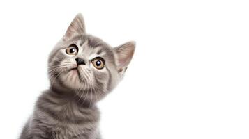 Heartwarming picture of a small grey kitten looking up with innocent eyes, sitting neatly on a white background, ideal for eliciting a warm, affectionate response. photo