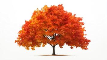 High definition photo of a maple tree in full autumn color, its vibrant red and orange leaves standing out strikingly against a clean white background, perfect for seasonal themes.