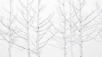 Crisp and clear photo of a slender birch tree, its distinctive white bark and delicate leaves captured in stunning detail, set against a pure white background for design flexibilit