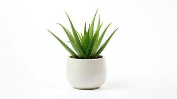 High-resolution image of a small Aloe Vera plant in a simple pot, its vibrant green leaves radiating outwards, set against a stark white background to highlight its medicinal and c photo