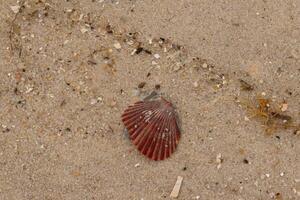 This pretty red scallop shell lay here on the beach. Brown grains of sand all around with speckles of stone mixed in. This beautiful seashell almost looks like a fan. photo
