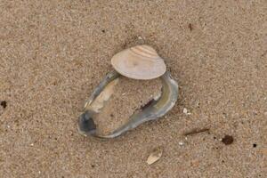 This cute little clam shell lay on top of a blue oyster shell in this picture. The seashells brought in by the waves of the sea lay here among the brown grains of sand. photo