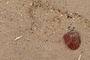 This pretty red scallop shell lay here on the beach. Brown grains of sand all around with speckles of stone mixed in. This beautiful seashell almost looks like a fan. photo