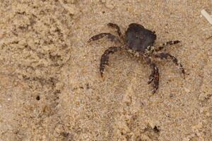 This is a picture of a cute little crab in the sand. The white bands on his legs really stands out. His little pinchers facing towards danger. This is a Japanese Shore crab and came up onto the beach. photo