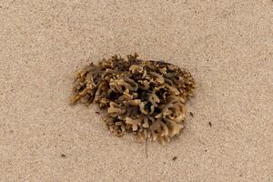 This rubbery bryozoan lay sitting on the beach. It was brought in by the tide of the ocean and sits here among the brown grains of sand. Its little tan tentacles stick out all over. photo