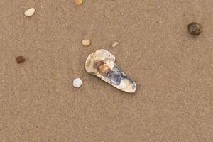 This little oyster shell lay on the beach in this picture. The seashell has tones of blue in it and really stands out against the brown grains of sand. Little smooth pebbles can be seen all around. photo
