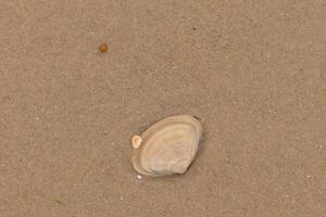 This cute little clam shell was laying on the beach when this picture was shot. The light tan look of it looks pretty with the bands of colors. Grains of brown sand lay all around with smooth pebbles. photo