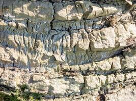 The structure of the bark of a palm tree. Southern tree bark. The protective cover of the palm tree. Background from natural material. photo