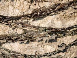 The structure of the bark of a palm tree. Southern tree bark. The protective cover of the palm tree. Shaggy palm trunk photo