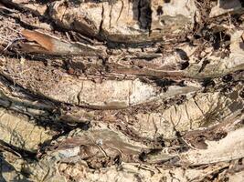 The structure of the bark of a palm tree. Southern tree bark. The protective cover of the palm tree. Background photo