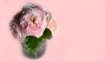 roses bloom in the summer in the country garden photo