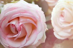 roses bloom in the summer in the country garden photo