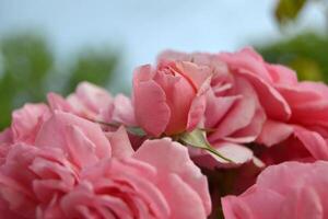 roses bloom in the summer in the country garden photo