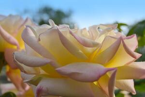 roses bloom in the summer in the country garden photo