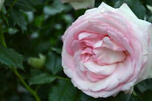 roses bloom in the summer in the country garden photo