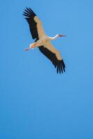 White stork, Ciconia ciconia, flying with spread wings to the right photo