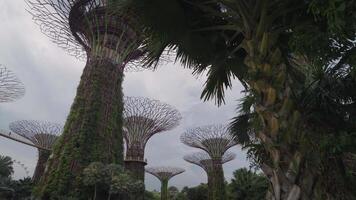 Singapore, Singapore - May 3, 2024 - Supertrees at Gardens by the Bay, Singapore, one of the famous tourist attractions in Singapore. video