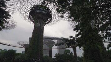 Singapore, Singapore - May 3, 2024 - Supertrees at Gardens by the Bay, Singapore, one of the famous tourist attractions in Singapore. video