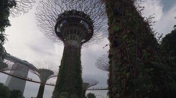 Singapore, Singapore - May 3, 2024 - Supertrees at Gardens by the Bay, Singapore, one of the famous tourist attractions in Singapore. video