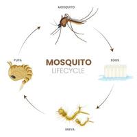 The Adult Mosquito Understanding Its Role and Behavior in Ecosystems vector