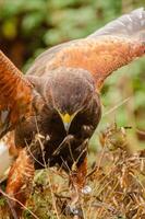 harris hawk with open wings resting on a bush, falconry concept photo