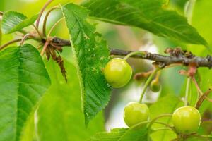 unripe cherries on the branch of the tree, spring fruit concept photo