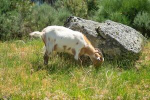 goat grazing next to a rock in springtime photo