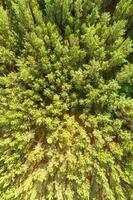 Aerial top view of summer green trees in pine forest in rural Spain. Drone photography photo