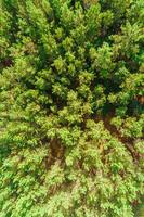 drone aerial view of a pine forest in spring, textured background photo
