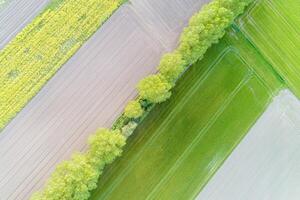 overhead aerial drone view of agricultural fields and trees photo