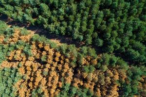 drone view of a part of a pine forest burned by a forest fire photo