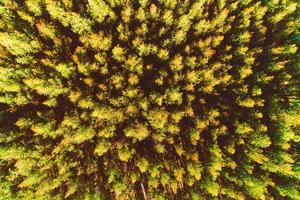 Overhead view of coniferous forest at sunset from drone perspective, texture background photo