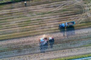 drone aerial view of a tractor and a combine harvester working in a potato field photo