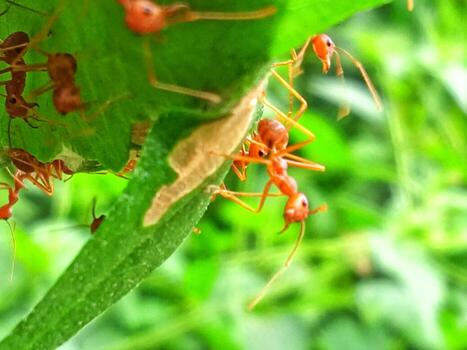 Weaver ants crawling on a leaf with a close-up horizontal view photo